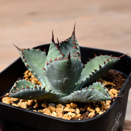 アガベ ハイブリット （パラサナ、イシスメンシス）×曙光【台湾botanical_seeker産】B