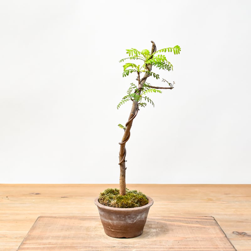 ブルセラ　ミクロフィラ ブルセラ ミクロフィラ | mana's farm:塊根植物・アガベ・ドライ