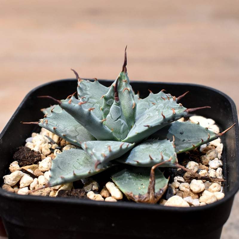 アガベ ハイブリット 日系イシスメンシス×象牙妖炎（陽炎エボリ