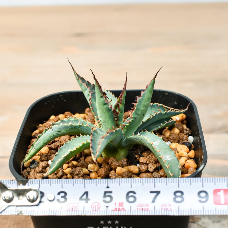 アガベ ハイブリット 