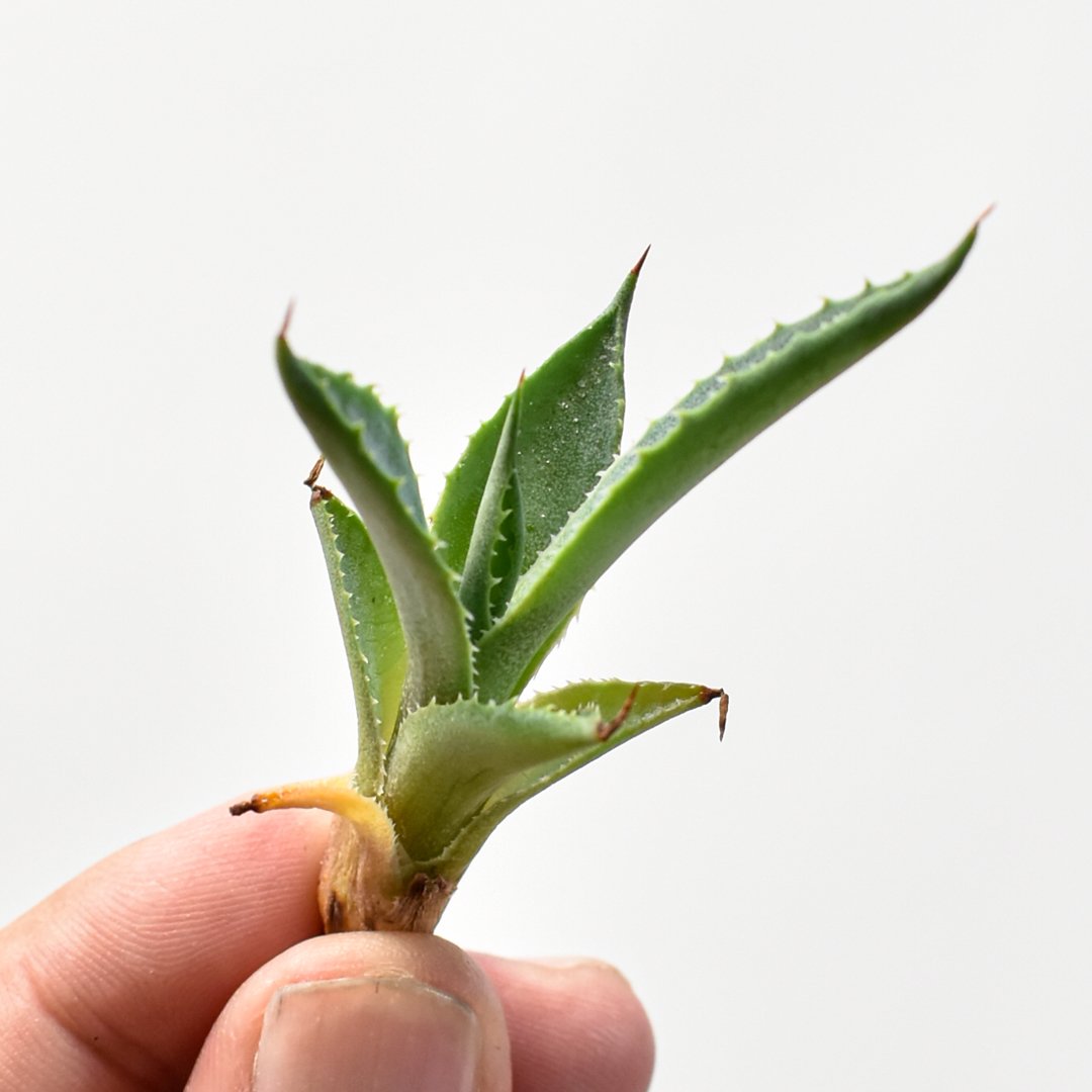 アガベ hybrid 屈原之舞扇×イシスメンシス/屈原x雷帝【台湾 dragon