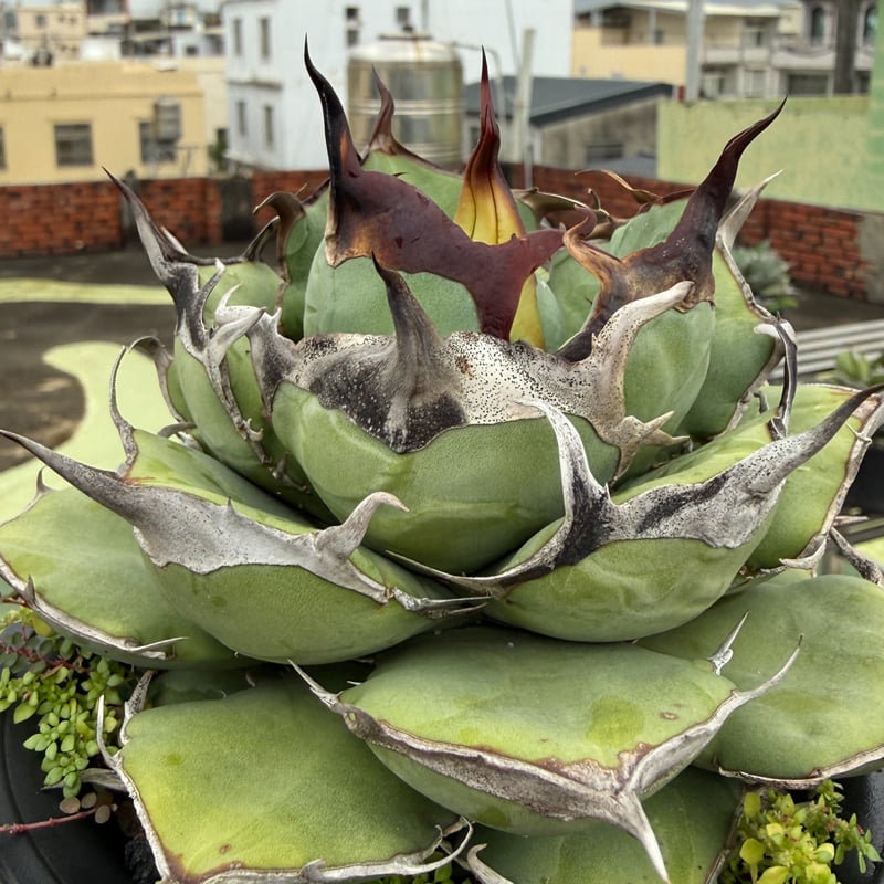 アガベ オテロイ 