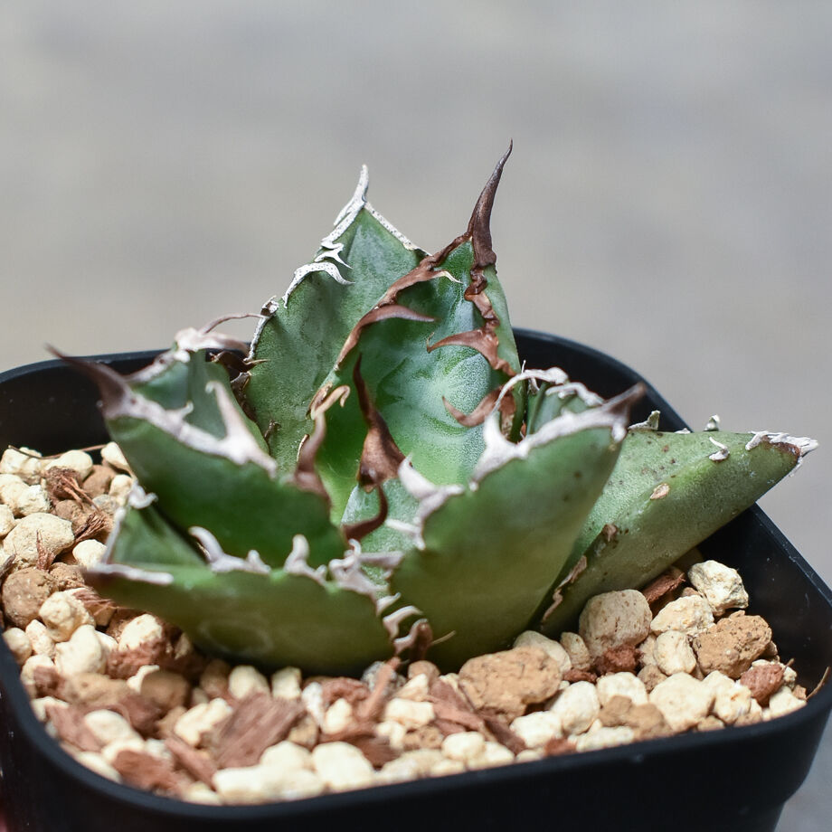 美株❗️アガベ　チタノタ　白鯨 アガベ チタノタ 