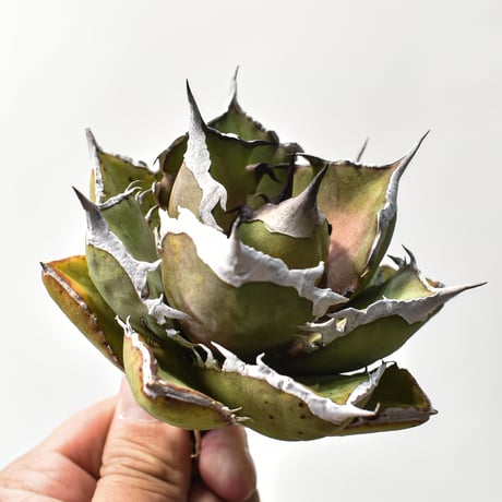 アガベ チタノタ  精品シャークソード "精品鯊魚劍" 【台湾 dragon agave産/中株/抜き苗】A70