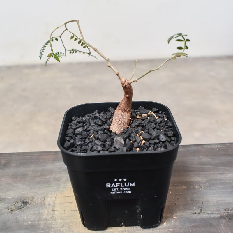 オペルクリカリア ヒファエノイデス （実生株）RF230368