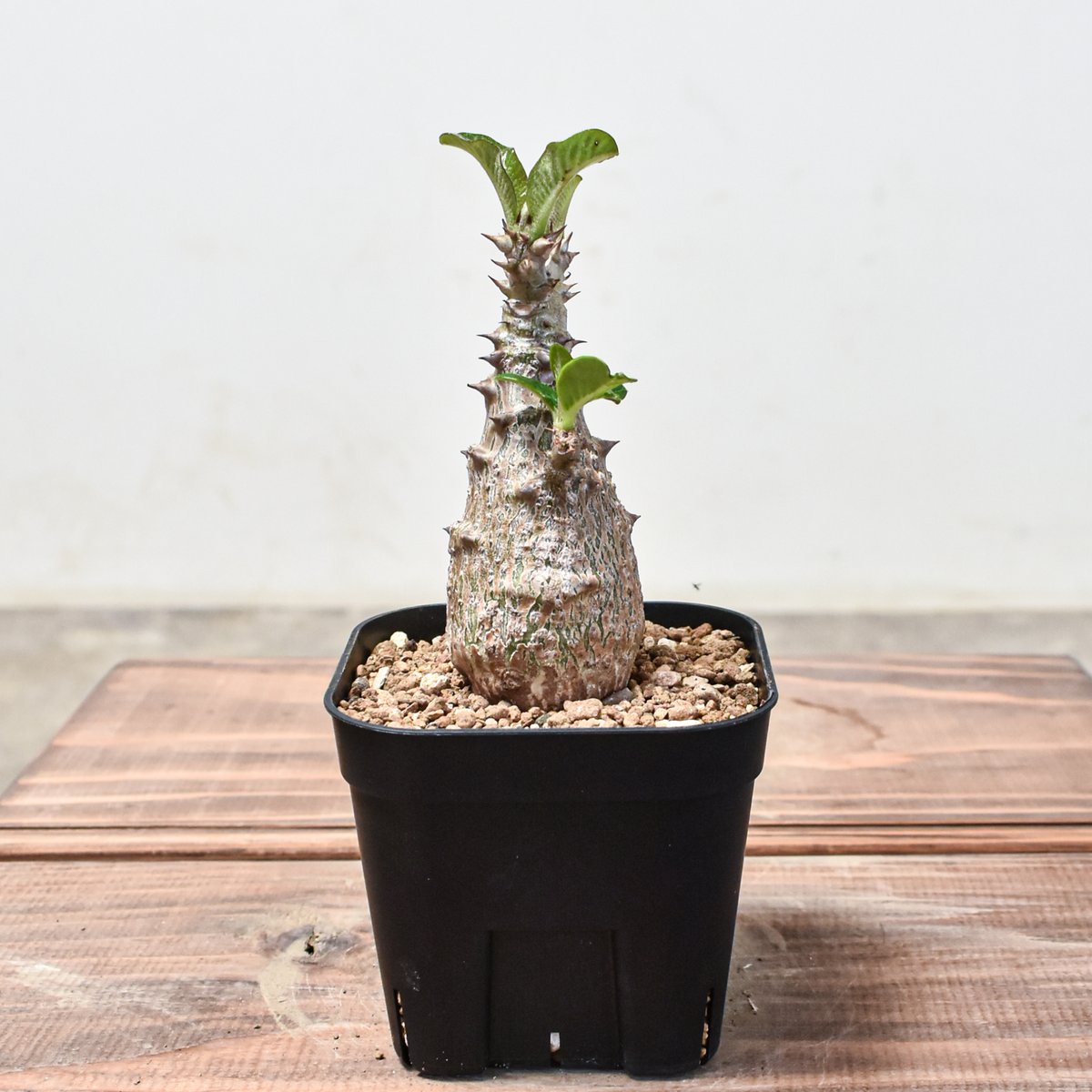 パキポディウム ウィンゾリー 【実生】HK2401944 | RAFLUM / ラフラム