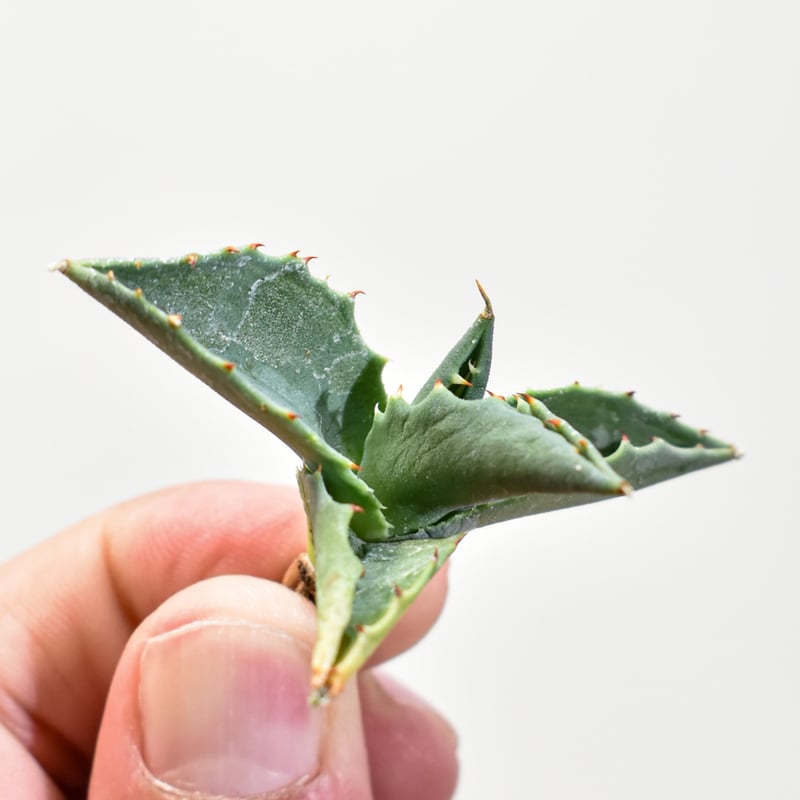 ユタエンシス エボリスピナ×(ポタトラム