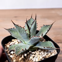 アガベ ハイブリット （パラサナ、イシスメンシス）× 曙光【台湾botanical_seeker産】G RF25011567