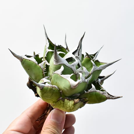 8月31日までの出品です。　アガベチタノタ　ハデス　コレクション株 8月31日までの出品です。 アガベチタノタ ハデス コレクション株