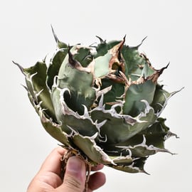 5月12日(日)20:00~】アガベの希少種！大白鯊、毒蛇、担克を販売