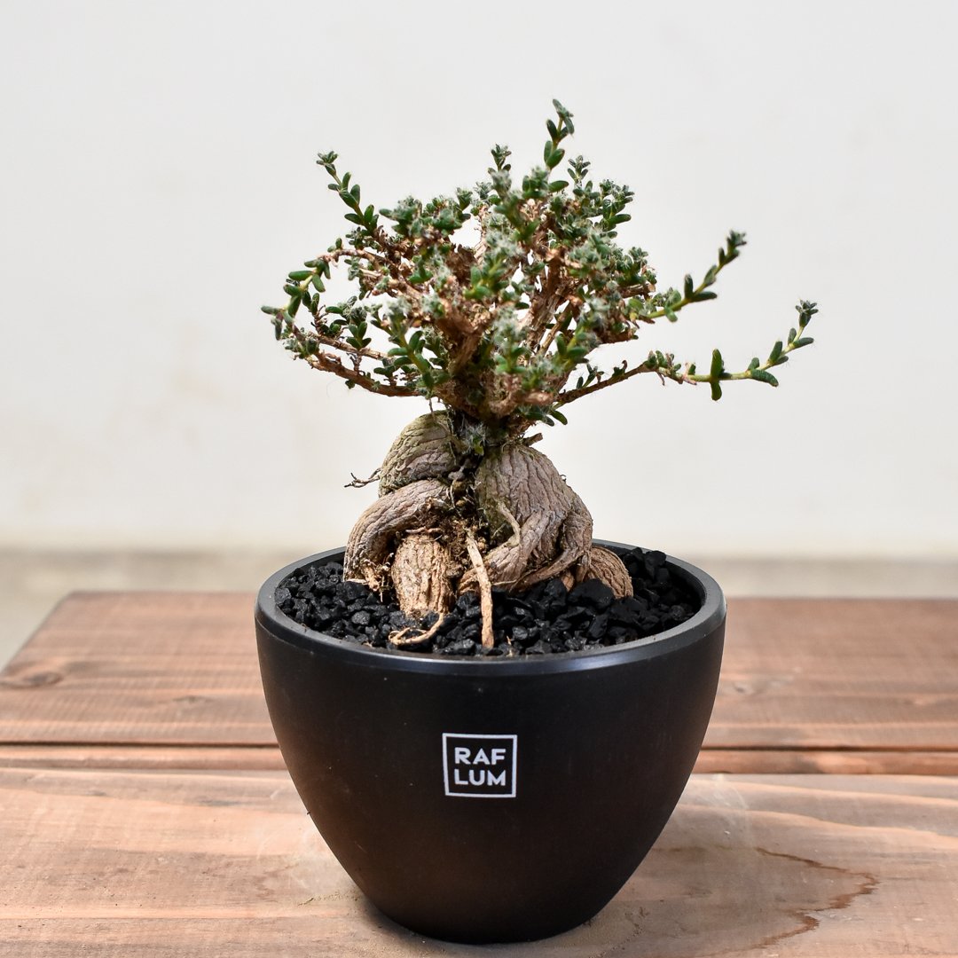 トリコディアデマ ブルボスム 