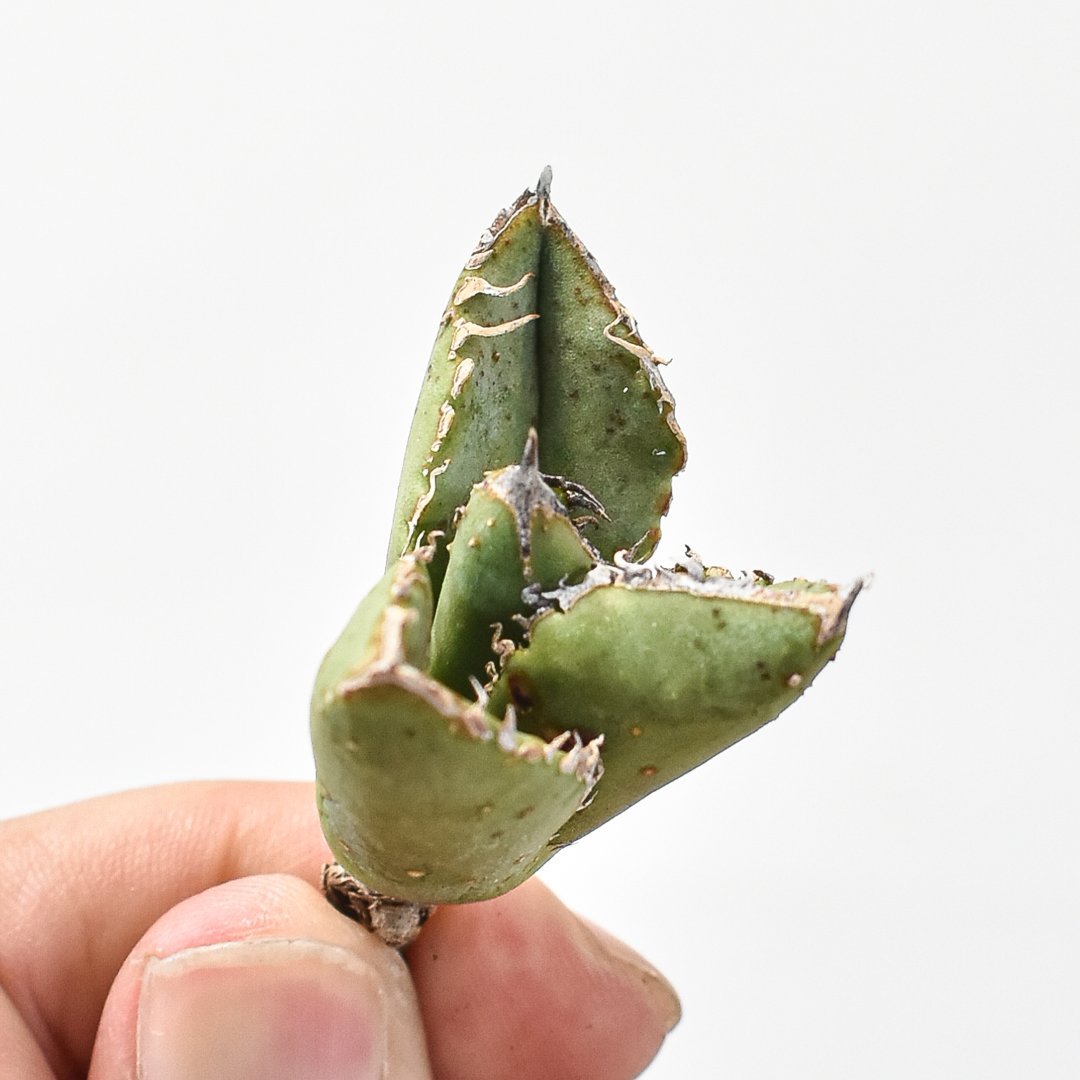 Berlin \"麻花龍\" 子株　発根済み Berlin産 麻花龍 子株 (検 チタノタ アガベ 皇冠 オテロイ Agave