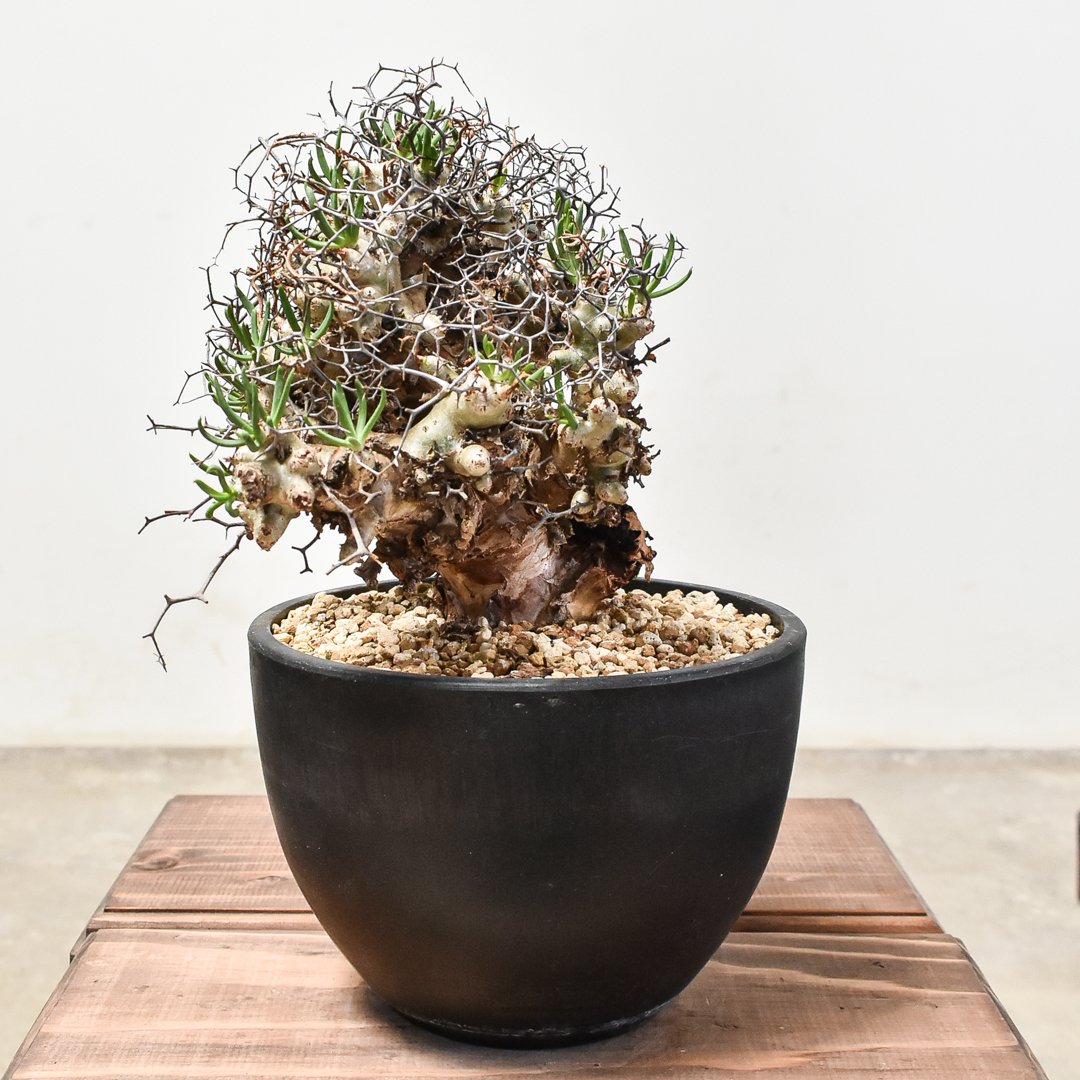 チレコドン レティキュラーツス 