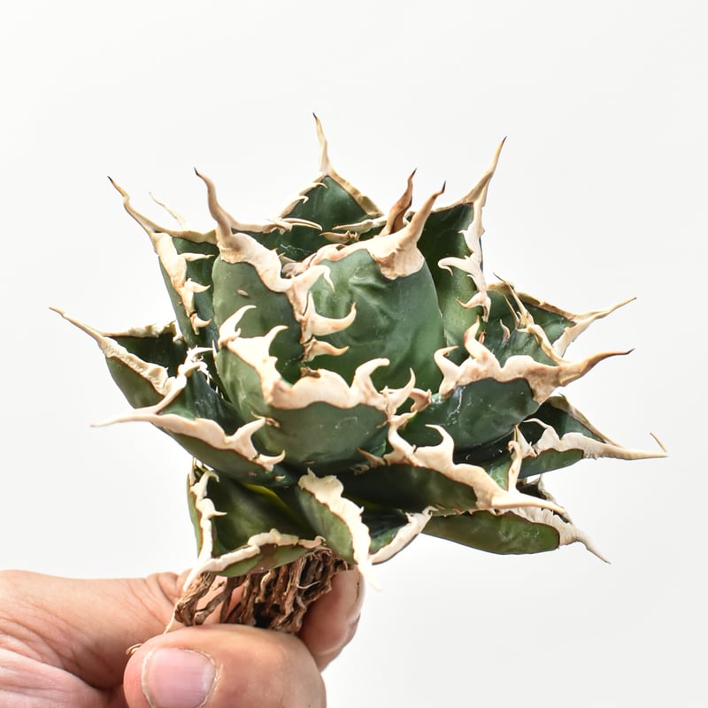 5CLAW】アガベ チタノタ 