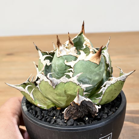 アガベフレーム | STORES