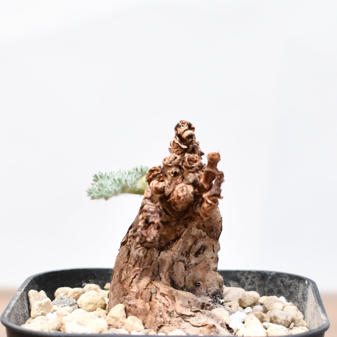 ペラルゴニウム トリステ 【発根済】A | RAFLUM / ラフラム