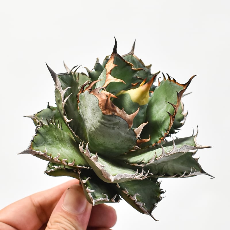 国内実生最高峰】アガベ オテロイ 