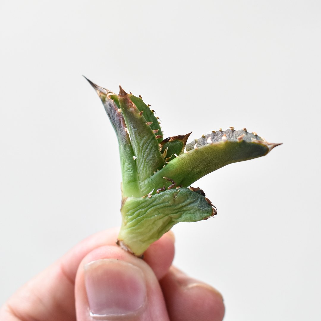 樹*楽様 アガベ皇冠　子株2つ付き 樹*楽様 アガベ皇冠 子株2つ付き アガベ チタノタ 皇冠 crown 子株2