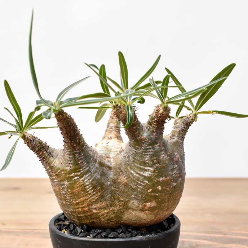 WACK” ON YOUR SIDE】パキポディウム グラキリス WACK-B099 |