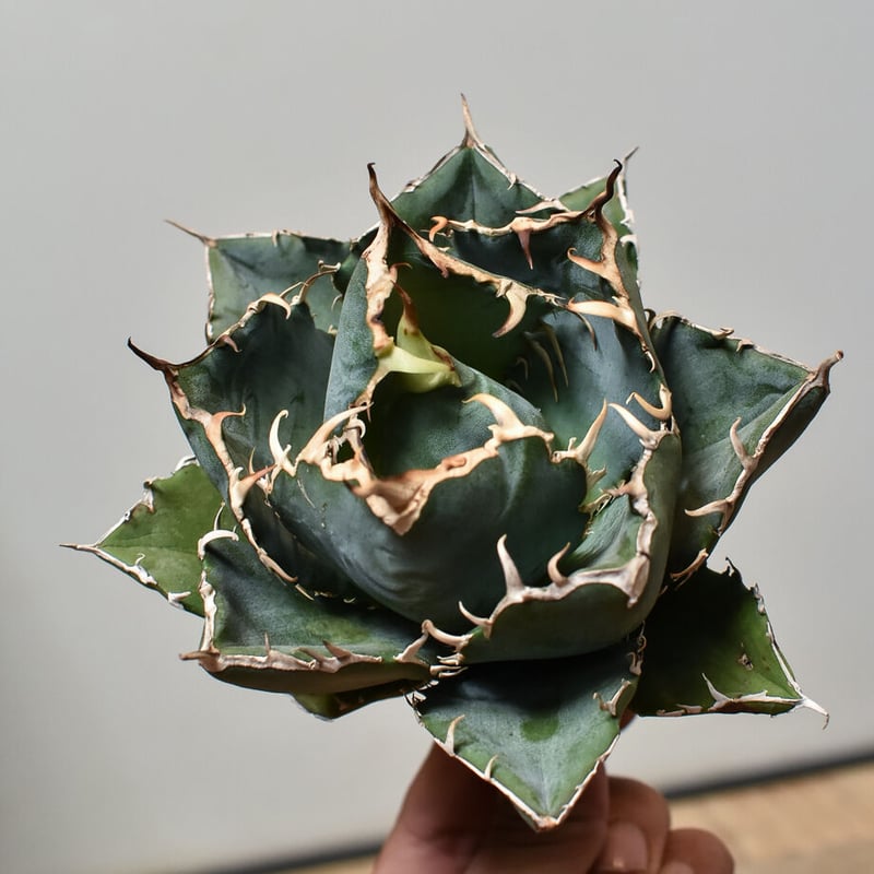 アガベ　チタノタ　白鯨　ボールタイプ子株付き アガベ・チタノタ白鯨（ボールタイプ）中-054｜agave titanota