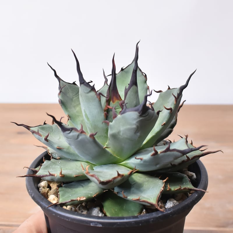 o*o様 現物株　エボリスピナ 妖炎 × ポタトラム　ハイブリッド アガベ　活着 現物株 エボリスピナ 妖炎 × ポタトラム ハイブリッド アガベ 活着済