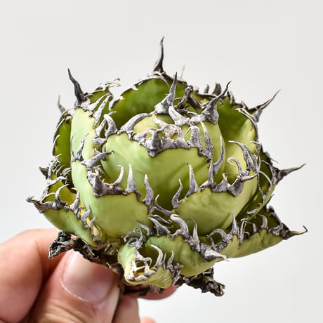 アガベ チタノタ  フィリグリー"精品 圓葉拇指"【台湾 dragon agave産/抜き苗/中株】427 DGC2409048