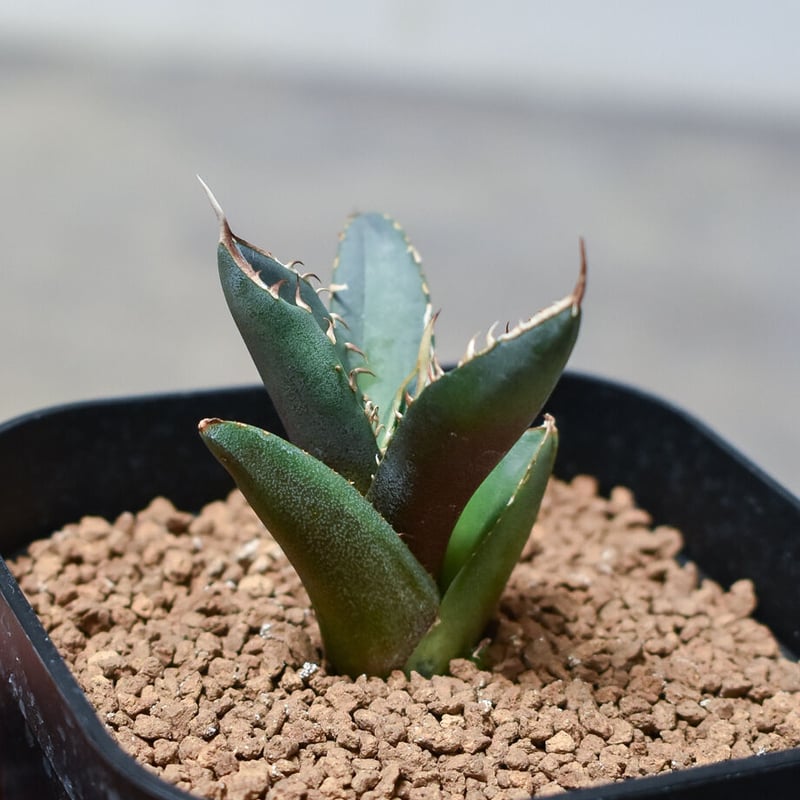 アガベ チタノタ フェニックス 