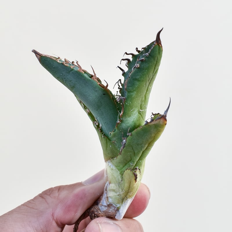 アガベ チタノタ 