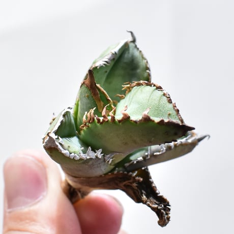 現品◇アガベ チタノタ 麻花龍・ベアルート苗◇Agave Titanota