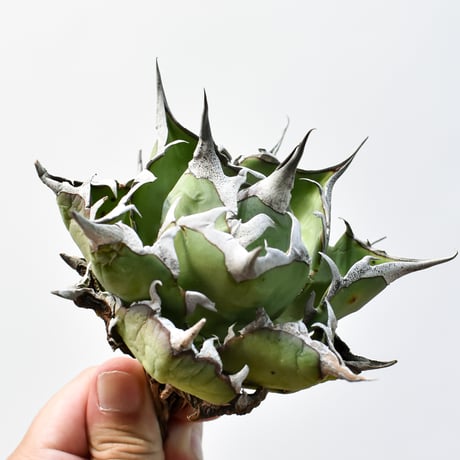 アガベ チタノタ "精品ハデス" / 精品黒帝斯、精品恐竜牙歯 【台湾 dragon agave産/中株/抜き苗】D