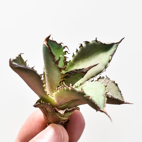 アガベ チタノタ  DENNIS040 "キングアーサー同血統"  【台湾産/抜き苗/子株】B DS2400521