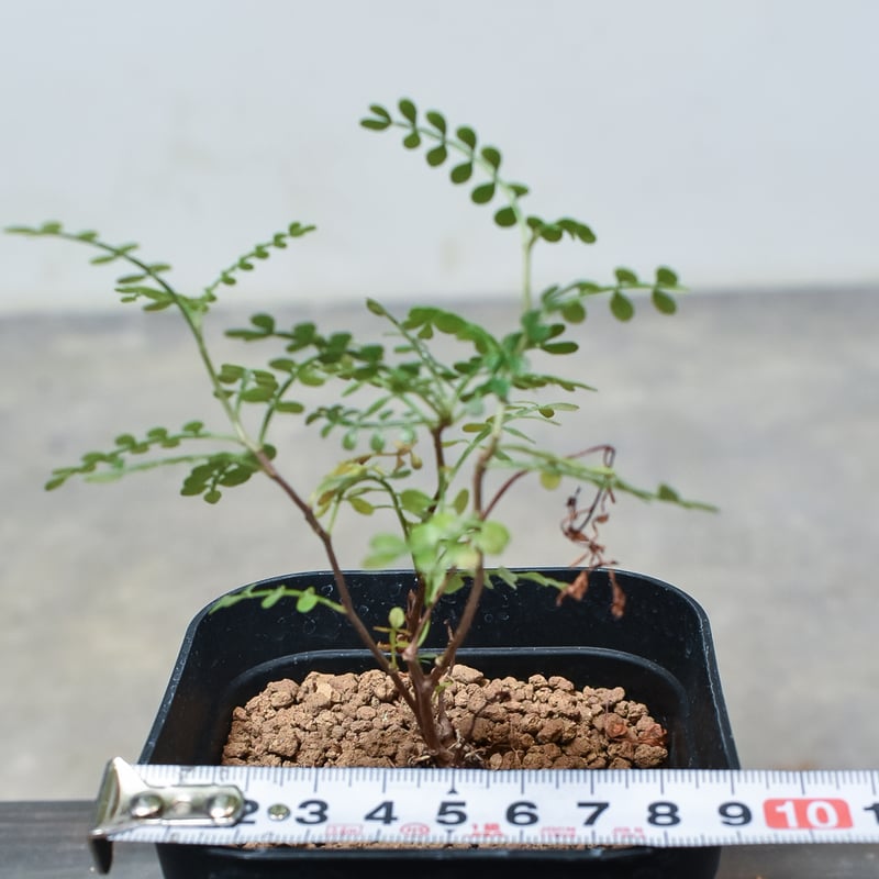 オペルクリカリア パキプス 【根挿し】A | RAFLUM / ラフラム｜東京