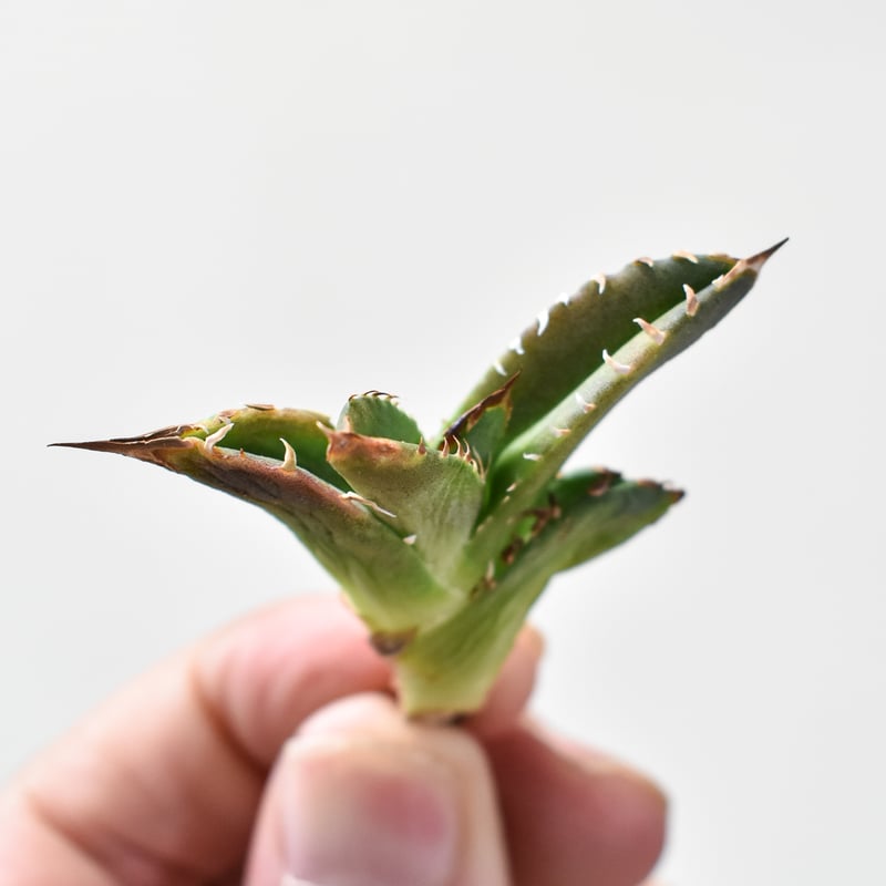 アガベ チタノタ 