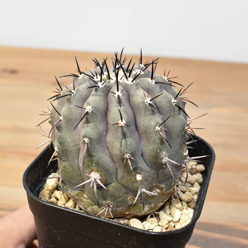 コピアポア シネレア 