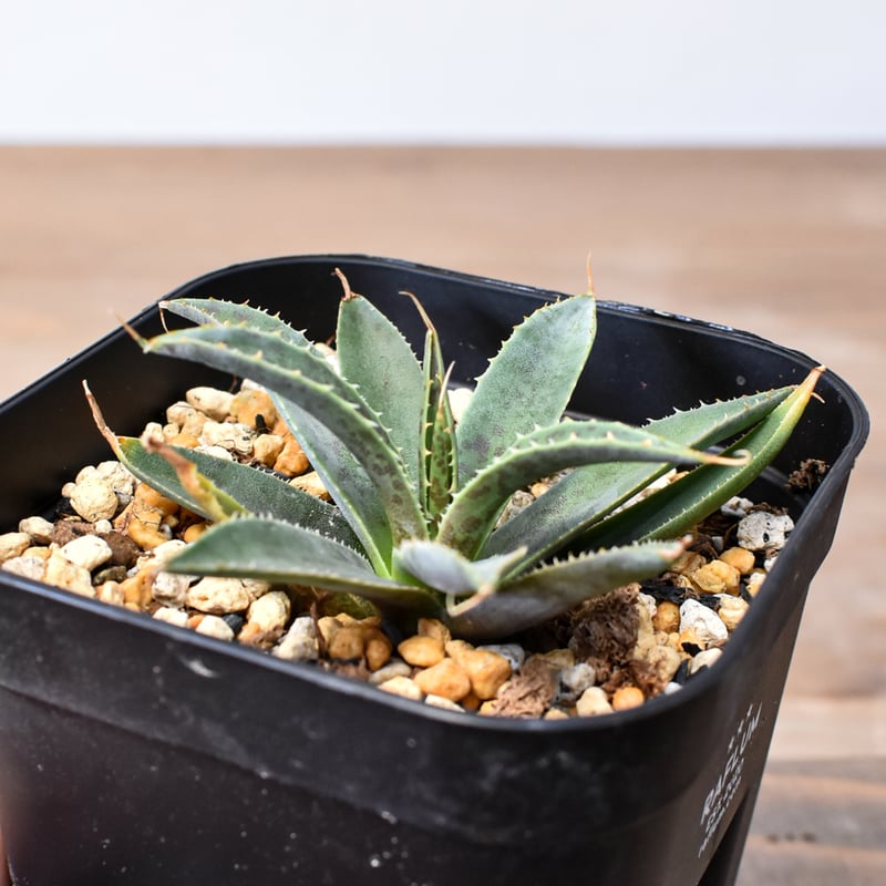 アガベ ハイブリット 