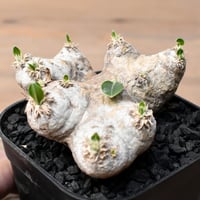 ブーファン ハエマンソイデス 