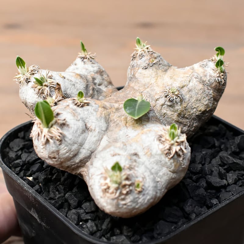 パキポディウム ブレビカウレ 