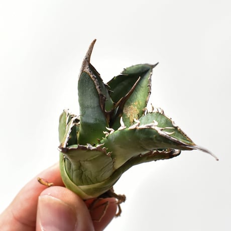 アガベ実生選抜 | STORES