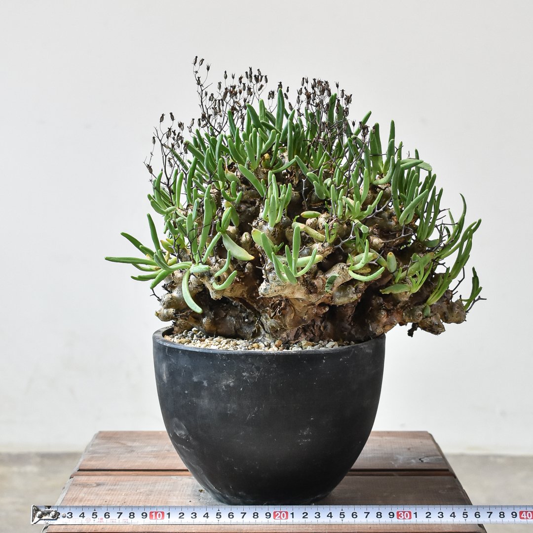 発根済み　鉢ごと　チレコドンレティキュラーツス チレコドンレテキュラーツス万物想発根株 (鉢付き)