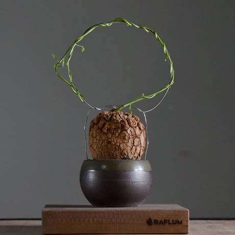 ステファニア ヴェノサ ヴェノーサ スベローサ 現地株 ステファニア ヴェノサ (ヴェノーサ)① [ 観葉植物 塊根植物 珍奇植物