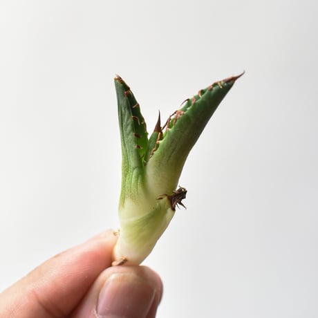 レッドキャットウィーズル | STORES