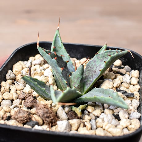 アガベ ハイブリット "邪霊" (特白肌怒雷神×血妖) 【台湾botanical_seeker産】B RF25011745