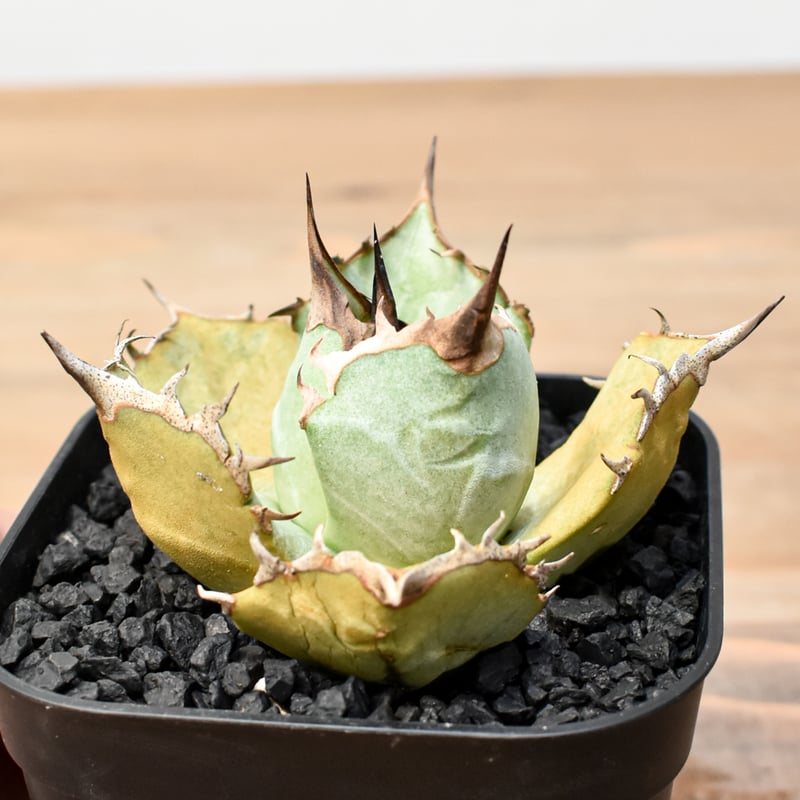 アガベ チタノタ トーチ 