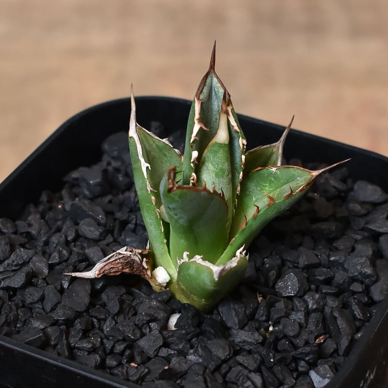 アガベ チタノタ ブラックファイヤー 