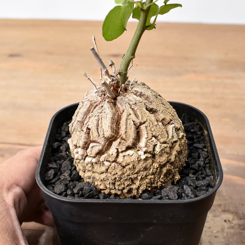 ディオスコレア・エレファンティペス