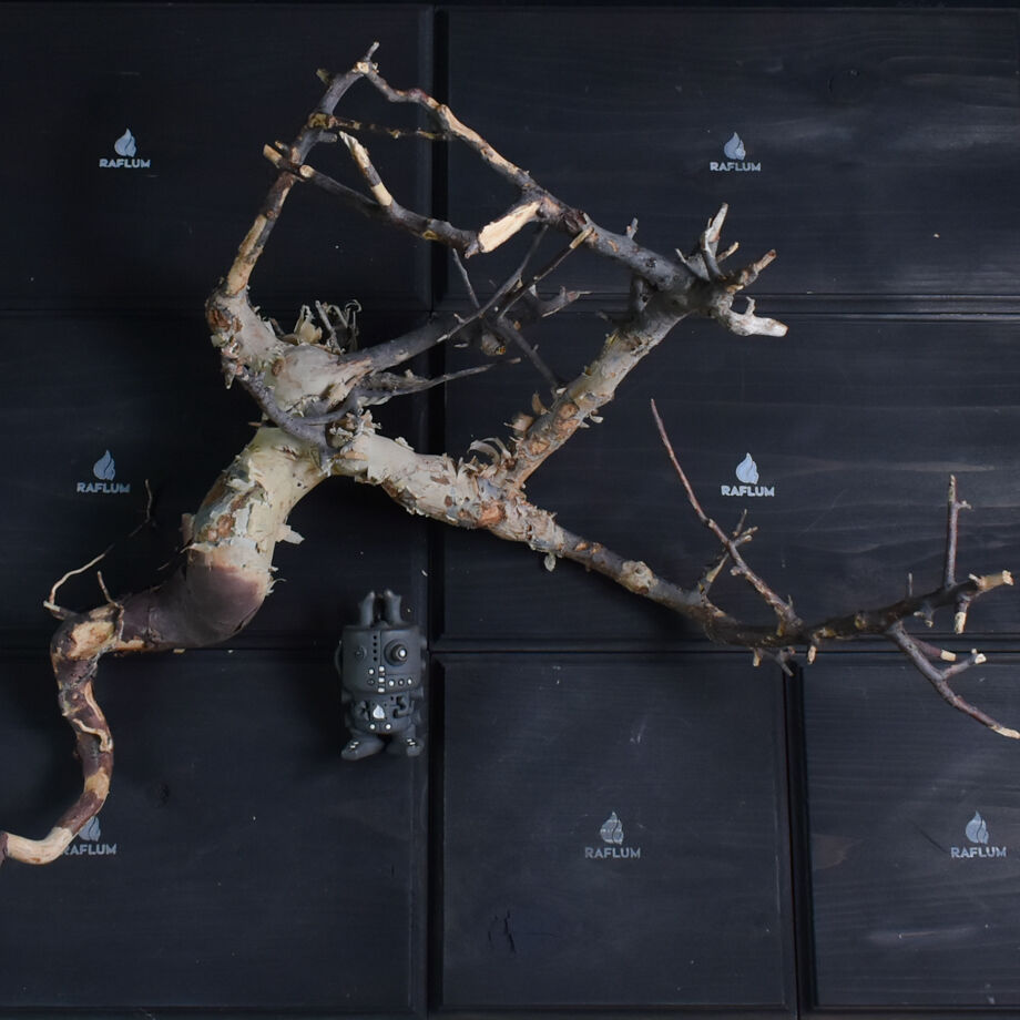 希少種　超大株　発根済み　コミフォラ　ピュア　カタフ コミフォラ カタフ（ピュアカタフ） 抜き苗販売【輸入即の