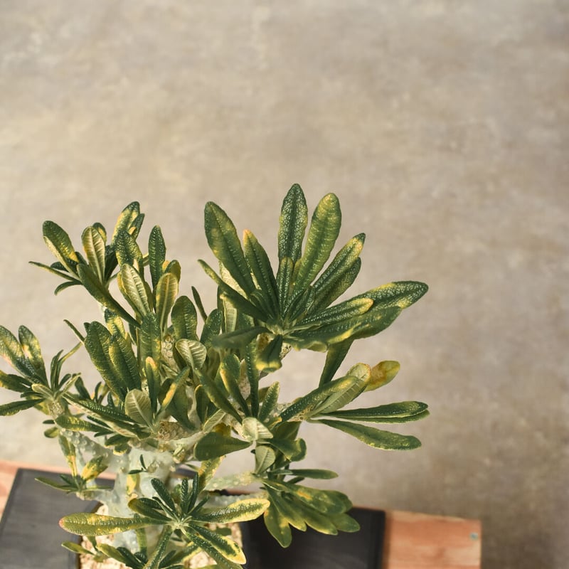 ドルステニア ギガス（発根済み）RF231433(T) | RAFLUM