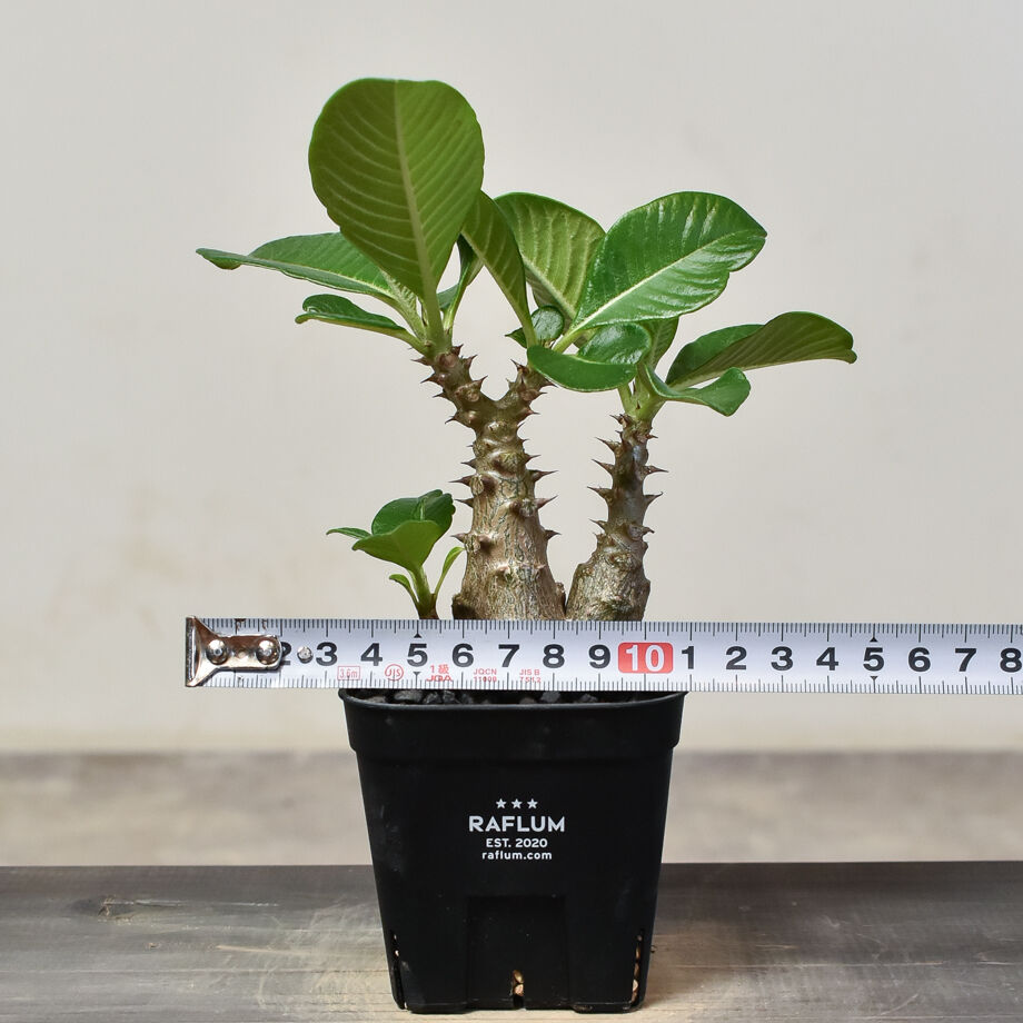 パキポディウム ウィンゾリー 実生 コレクション株 パキポディウム ウィンゾリー （実生）RF231540 | RAFLUM