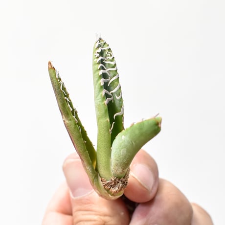 アガベ チタノタ "麻花"【台湾huplants2010産/子株販売】RF25011622