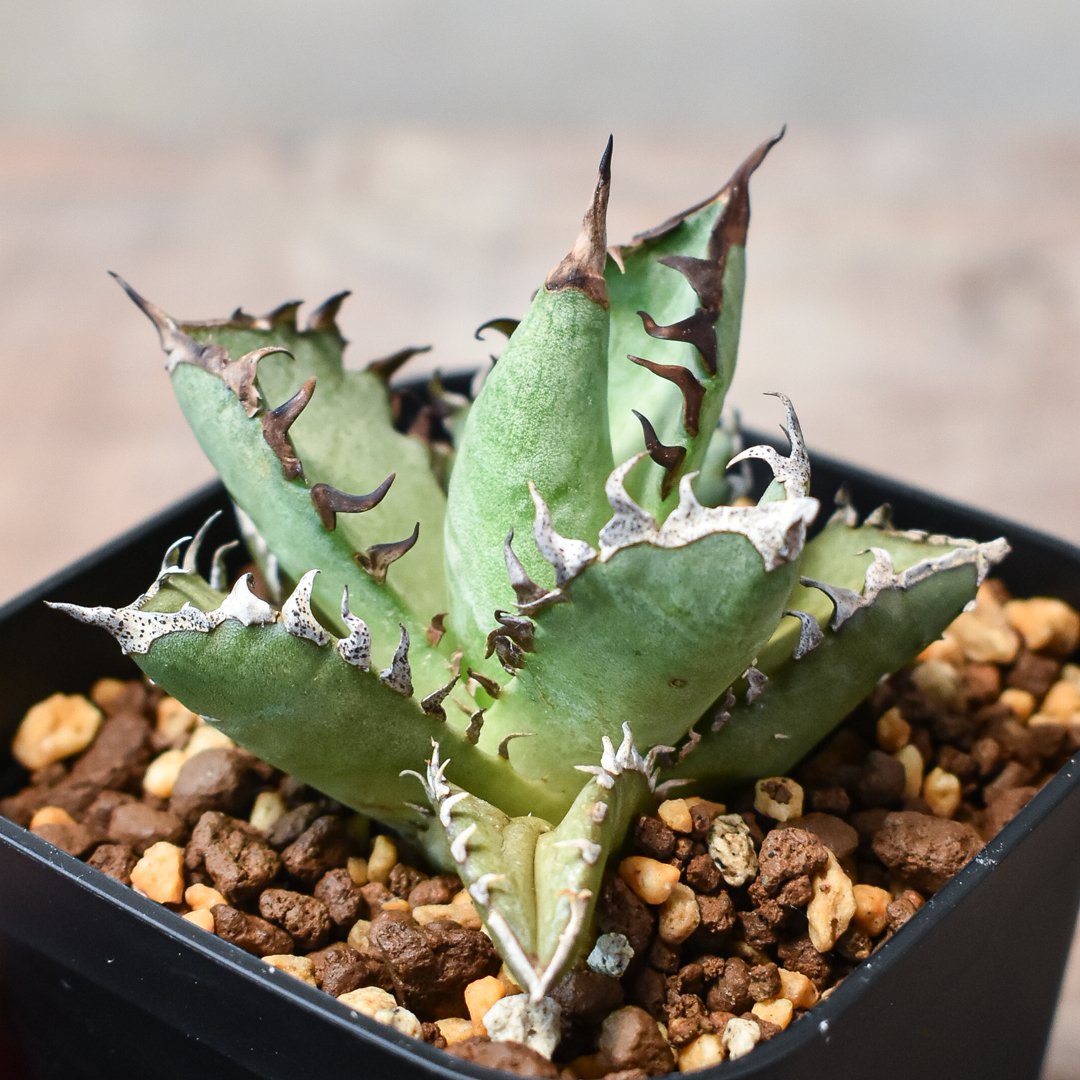 “赤猫”【Dragon Agave 輸入株】 アガベ チタノタ [M02] アガベ チタノタ 